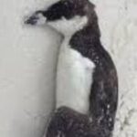 whatsapp image 2026 01 25 at 8.01.06 am