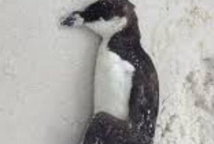 whatsapp image 2026 01 25 at 8.01.06 am